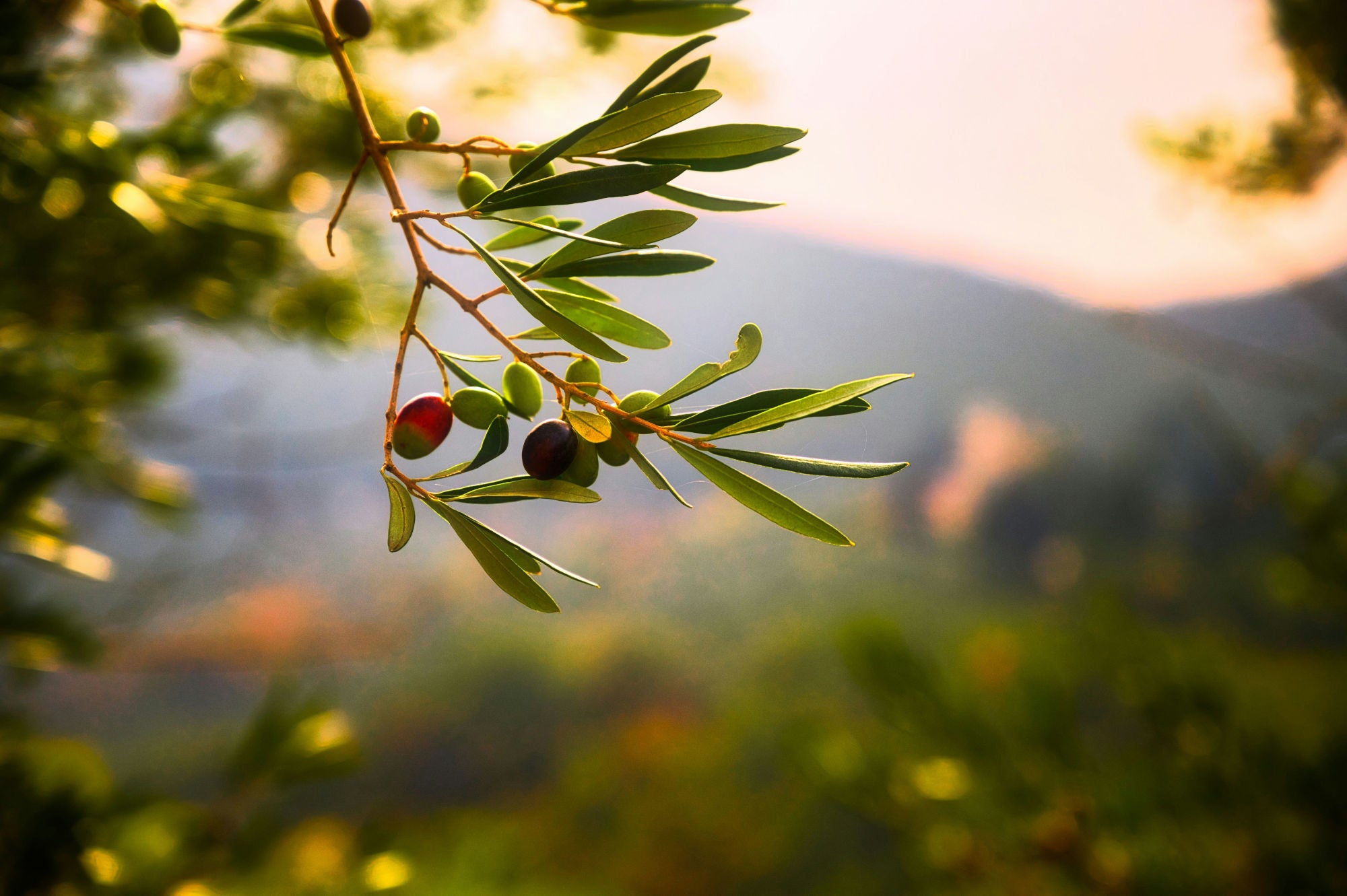 Olivenblatt-Extrakt: Ein wertvoller Naturstoff von alten Bäumen